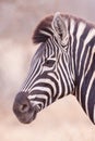 Portrait of zebra head only side view on smooth background in Kruger Park South Africa Royalty Free Stock Photo