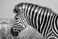 Portrait of a zebra at the kruger national park Royalty Free Stock Photo