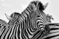 Portrait of a zebra at the kruger national park south Royalty Free Stock Photo