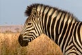 Portrait of a zebra at the kruger national park Royalty Free Stock Photo