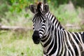 Portrait of a zebra in Moremi Game Reserve Xakanaxa in Botswana. Horizontal view Royalty Free Stock Photo