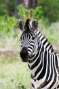 Portrait of a zebra in Moremi Game Reserve Xakanaxa in Botswana. Vertical view