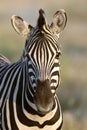 Zebra Royalty Free Stock Photo