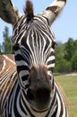 Portrait of a zebra in front