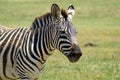 Portrait of a zebra. The muzzle of a zebra.