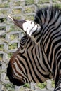 Portrait of a zebra in the park. Vertical photo. Wildlife.