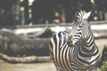 Portrait of Zebra on Serengeti Tanzania Africa Royalty Free Stock Photo