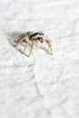 Portrait of a zebra spider Royalty Free Stock Photo