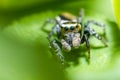 Portrait of a zebra spider Royalty Free Stock Photo