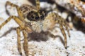 Portrait of a zebra spider Royalty Free Stock Photo