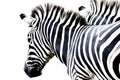 Portrait zebra standing isolated on white background Royalty Free Stock Photo