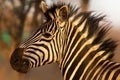 Portrait of a Zebra  in the Kruger National Park Royalty Free Stock Photo