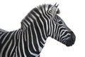 Portrait zebra Royalty Free Stock Photo