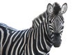 Portrait zebra