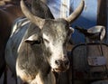 Portrait of zebu cow in India Royalty Free Stock Photo