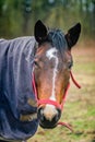 Portrait of zemaitukas breed horse with caparison Royalty Free Stock Photo