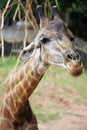 Portrait of a ziraffe Royalty Free Stock Photo