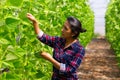 Portraite of latino woman harvests ripe beans
