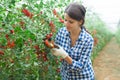 Portraite of positive woman harvests ripe cherry tomatoes in orangery