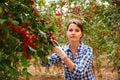 Portraite of positive woman harvests ripe cherry tomatoes in orangery