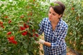 Portraite of positive woman harvests ripe cherry tomatoes in orangery