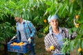 Portraite of positive woman harvests ripe peaches in orchard