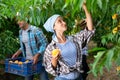 Portraite of positive woman harvests ripe peaches in orchard