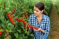 Portraite of positive woman harvests ripe red cherry tomatoes