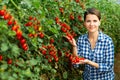 Portraite of positive woman harvests ripe red cherry tomatoes