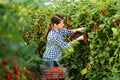 Portraite of positive woman harvests ripe red cherry tomatoes