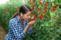 Portraite of positive woman harvests ripe red cherry tomatoes