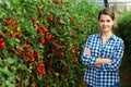 Portraite of positive woman harvests ripe red cherry tomatoes