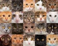 Portraits of adult cats