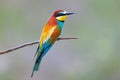 Portraits of bright and saturated color of European bee-eaters