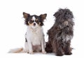 Portraits of a Cairn terrier dog and a chihuhua Royalty Free Stock Photo