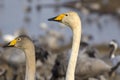 Portraits, close-up, of two young whooper swans Royalty Free Stock Photo