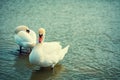 Couple of swans stand in the water Royalty Free Stock Photo