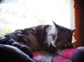 Portraits of a cute short hair young lazy sleepy AMERICAN SHORT HAIR breed kitty