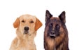 Portraits of different dogs Royalty Free Stock Photo