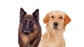 Portraits of different dogs Royalty Free Stock Photo