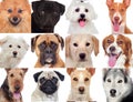 Portraits of different dogs Royalty Free Stock Photo