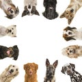 Portraits of different kind of breeds of dogs looking at the camera in a square with copy space in the middle isolated on a white Royalty Free Stock Photo
