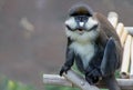 Portrait of Schmidt's Red-tailed Monkey