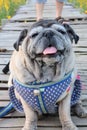 Portraits of happy smiling Pug dogs in the garden