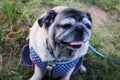 Portraits of happy smiling Pug dogs in the garden