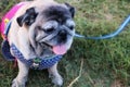 Portraits of happy smiling Pug dogs in the garden
