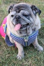 Portraits of happy smiling Pug dogs in the garden