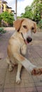 Close-up of a lonely dog looking at camera