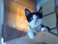 Portraits photo of a lovely cute young sweet crossbreed kitty white and black home cat portraits Royalty Free Stock Photo