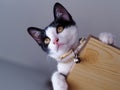 Portraits photo of a lovely cute young sweet crossbreed kitty white and black home cat portraits Royalty Free Stock Photo